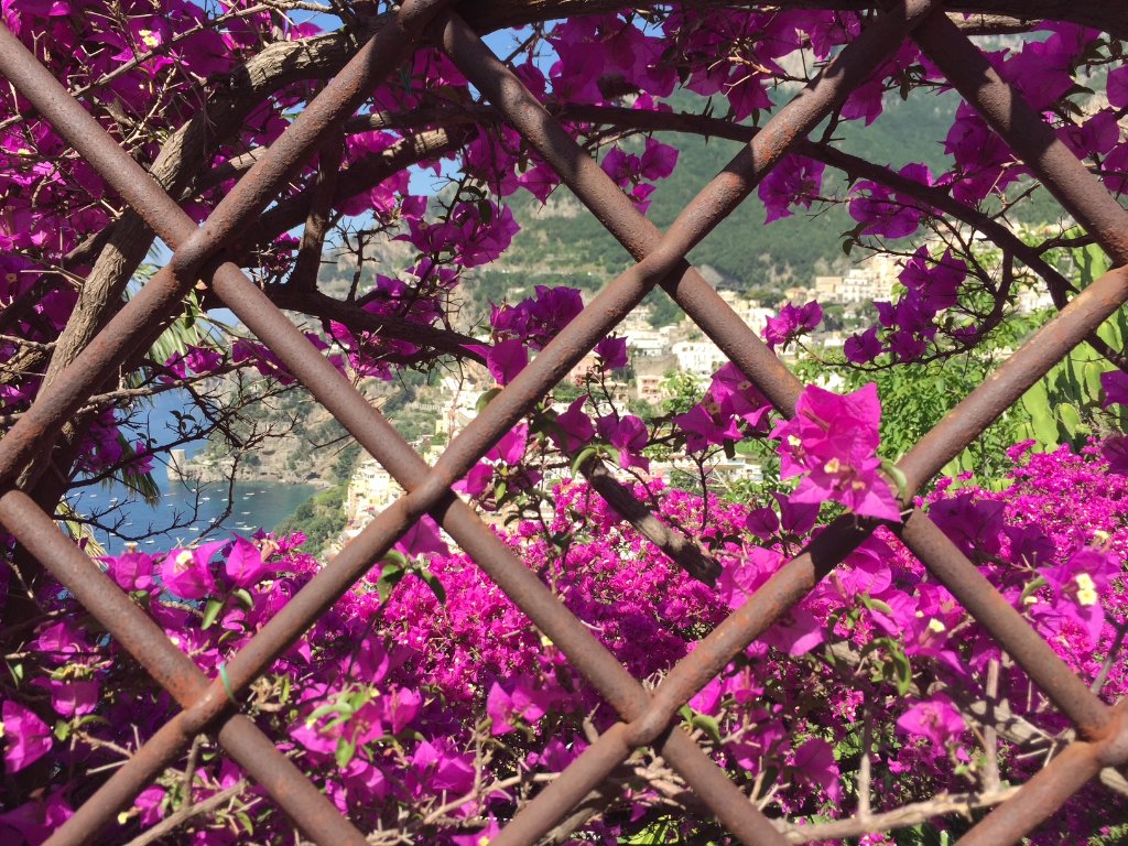 Positano bougainvillea — an inspiration for Debra Hutton's Italian works